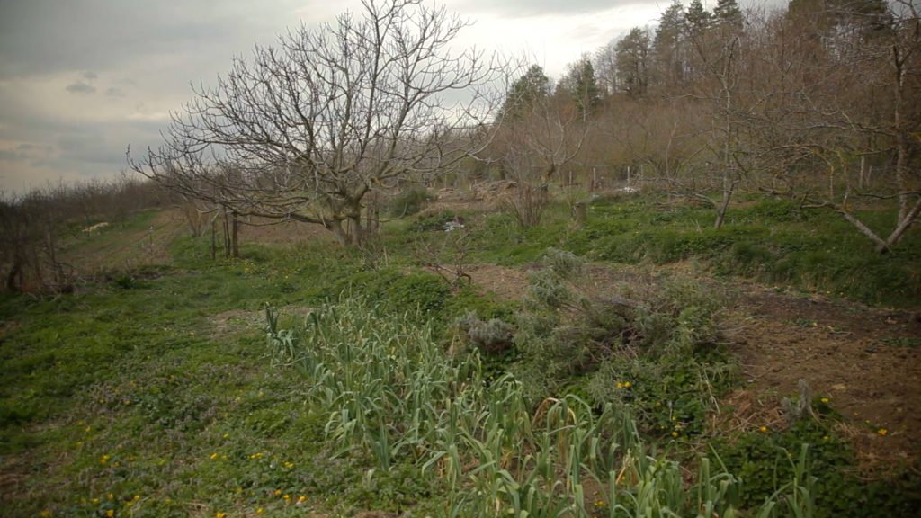 Jardinage naturel en permaculture au Paysage Comestible à Sougraigne, France